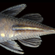 Illustration for article titled Six Newly Discovered Catfish Species Have Faces Full of Tentacles